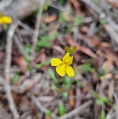 Goodenia bellidifolia subsp. bellidifolia (Daisy Goodenia) at Budawang, NSW - 3 Jan 2024 by MatthewFrawley