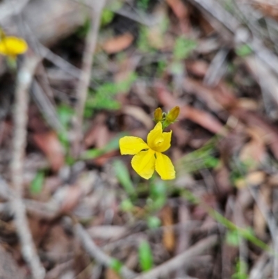 Goodenia bellidifolia subsp. bellidifolia (Daisy Goodenia) at Budawang, NSW - 3 Jan 2024 by MatthewFrawley