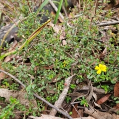 Hibbertia empetrifolia subsp. empetrifolia at Budawang, NSW - 3 Jan 2024 by MatthewFrawley