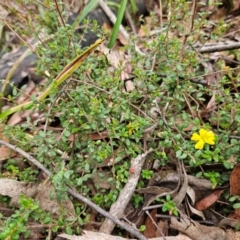 Hibbertia empetrifolia subsp. empetrifolia at QPRC LGA - 3 Jan 2024 by MatthewFrawley