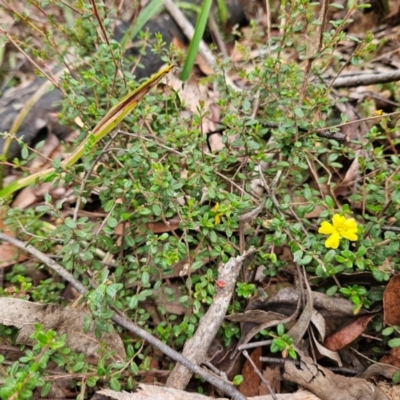 Hibbertia empetrifolia subsp. empetrifolia at QPRC LGA - 3 Jan 2024 by MatthewFrawley