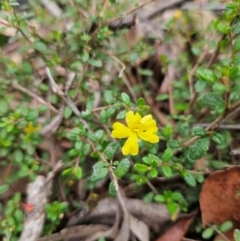 Hibbertia empetrifolia subsp. empetrifolia at QPRC LGA - 3 Jan 2024 12:14 PM