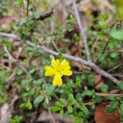 Hibbertia empetrifolia subsp. empetrifolia at QPRC LGA - 3 Jan 2024 12:14 PM