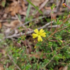 Hibbertia empetrifolia subsp. empetrifolia at QPRC LGA - 3 Jan 2024 12:14 PM