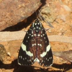 Idalima affinis (A day flying moth) at Cotter River, ACT - 30 Dec 2023 by Christine