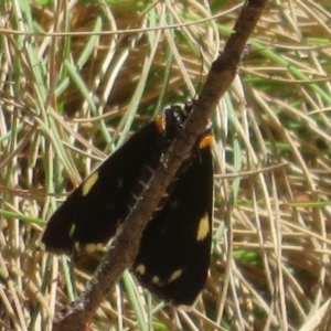 Idalima affinis at Namadgi National Park - 30 Dec 2023