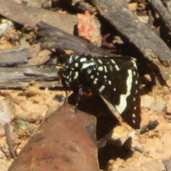 Idalima affinis at Namadgi National Park - 30 Dec 2023