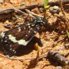 Idalima affinis at Namadgi National Park - 30 Dec 2023