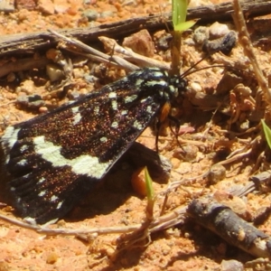 Idalima affinis at Namadgi National Park - 30 Dec 2023