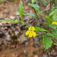 Goodenia ovata (Hop Goodenia) at QPRC LGA - 3 Jan 2024 by MatthewFrawley