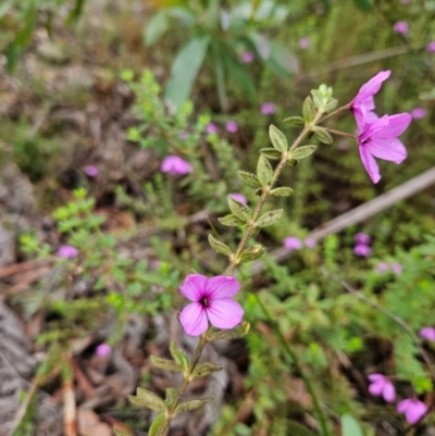 Tetratheca thymifolia (Black-eyed Susan) at QPRC LGA - 3 Jan 2024 by MatthewFrawley