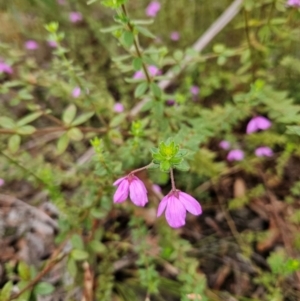 Tetratheca thymifolia at QPRC LGA - 3 Jan 2024