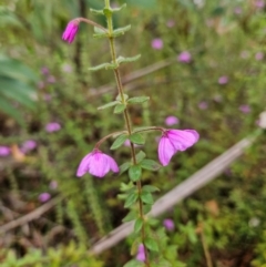 Tetratheca thymifolia at QPRC LGA - 3 Jan 2024