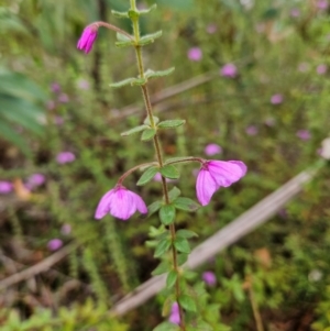 Tetratheca thymifolia at QPRC LGA - 3 Jan 2024