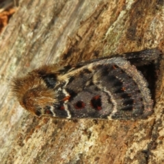 Proteuxoa sanguinipuncta (Blood-spotted Noctuid) at Namadgi National Park - 30 Dec 2023 by Christine