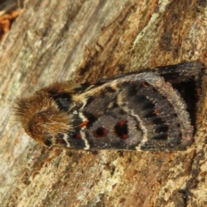 Proteuxoa sanguinipuncta at Namadgi National Park - 30 Dec 2023 01:31 PM