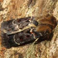 Proteuxoa sanguinipuncta at Namadgi National Park - 30 Dec 2023