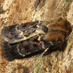 Proteuxoa sanguinipuncta at Namadgi National Park - 30 Dec 2023 01:31 PM