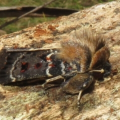 Proteuxoa sanguinipuncta at Namadgi National Park - 30 Dec 2023 01:31 PM