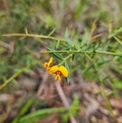 Daviesia ulicifolia subsp. ruscifolia (Broad-leaved Gorse Bitter Pea) at Budawang, NSW - 3 Jan 2024 by MatthewFrawley