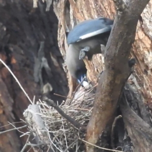 Artamus cyanopterus at Kambah, ACT - 4 Jan 2024