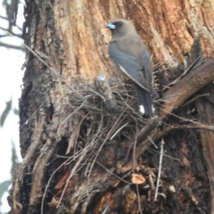 Artamus cyanopterus at Kambah, ACT - 4 Jan 2024