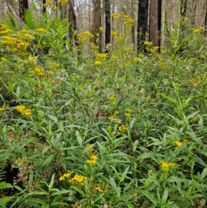 Senecio linearifolius var. arachnoideus at QPRC LGA - 3 Jan 2024