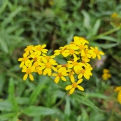 Senecio linearifolius var. arachnoideus at QPRC LGA - 3 Jan 2024