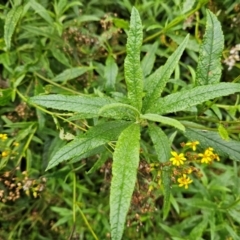 Senecio linearifolius var. arachnoideus at QPRC LGA - 3 Jan 2024