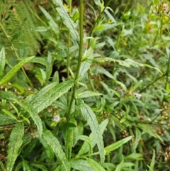 Senecio linearifolius var. arachnoideus at QPRC LGA - 3 Jan 2024