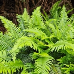 Blechnum nudum (Fishbone Water Fern) at Budawang, NSW - 3 Jan 2024 by MatthewFrawley