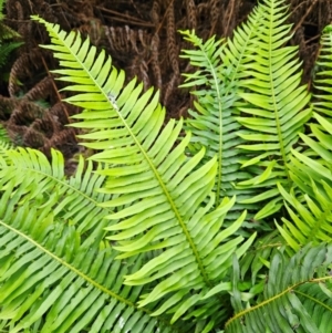 Blechnum nudum at QPRC LGA - 3 Jan 2024