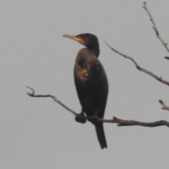 Phalacrocorax carbo (Great Cormorant) at Lions Youth Haven - Westwood Farm A.C.T. - 4 Jan 2024 by HelenCross