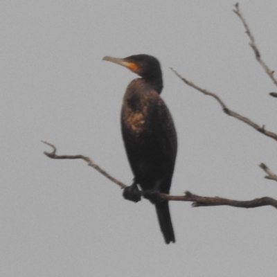 Phalacrocorax carbo (Great Cormorant) at Lions Youth Haven - Westwood Farm A.C.T. - 4 Jan 2024 by HelenCross