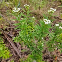 Platysace lanceolata (Shrubby Platysace) at Budawang, NSW - 3 Jan 2024 by MatthewFrawley