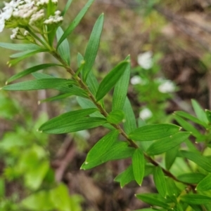 Platysace lanceolata at QPRC LGA - 3 Jan 2024