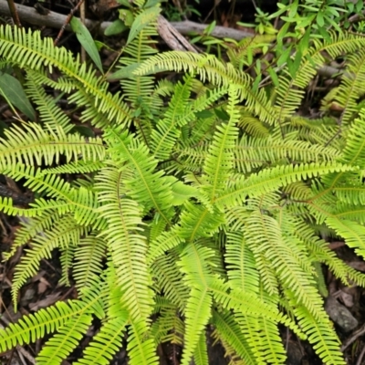 Sticherus lobatus (Spreading Fan Fern) at Budawang, NSW - 3 Jan 2024 by MatthewFrawley