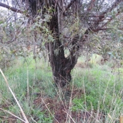 Eucalyptus dives at Lions Youth Haven - Westwood Farm A.C.T. - 4 Jan 2024