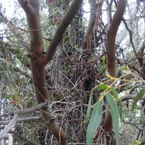 Eucalyptus dives at Lions Youth Haven - Westwood Farm A.C.T. - 4 Jan 2024