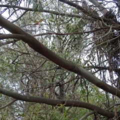 Eucalyptus dives at Lions Youth Haven - Westwood Farm A.C.T. - 4 Jan 2024