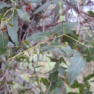 Eucalyptus dives at Lions Youth Haven - Westwood Farm A.C.T. - 4 Jan 2024 07:11 PM