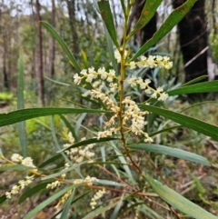 Acacia obtusifolia (Blunt-leaf Wattle) at Budawang, NSW - 3 Jan 2024 by MatthewFrawley