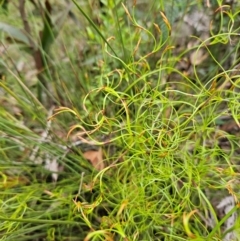 Caustis flexuosa (Curly Wigs) at Budawang, NSW - 3 Jan 2024 by MatthewFrawley