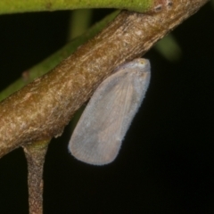 Anzora unicolor (Grey Planthopper) at Higgins, ACT - 2 Jan 2024 by AlisonMilton