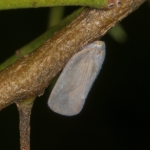 Anzora unicolor at Higgins, ACT - 3 Jan 2024