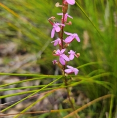 Stylidium armeria subsp. armeria (thrift trigger plant) at QPRC LGA - 3 Jan 2024 by MatthewFrawley