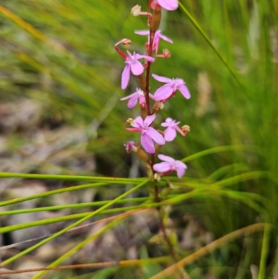 Stylidium armeria subsp. armeria (thrift trigger plant) at QPRC LGA - 3 Jan 2024 by MatthewFrawley