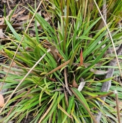 Stylidium armeria subsp. armeria at QPRC LGA - 3 Jan 2024 12:45 PM