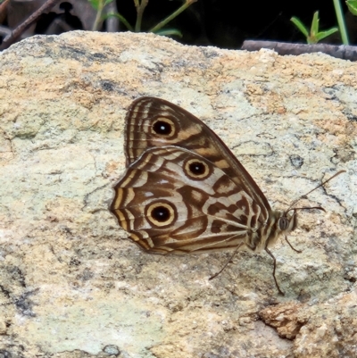 Geitoneura acantha (Ringed Xenica) at QPRC LGA - 3 Jan 2024 by MatthewFrawley