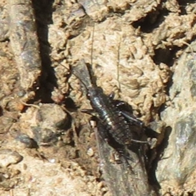 Bobilla sp. (genus) (A Small field cricket) at Namadgi National Park - 30 Dec 2023 by Christine